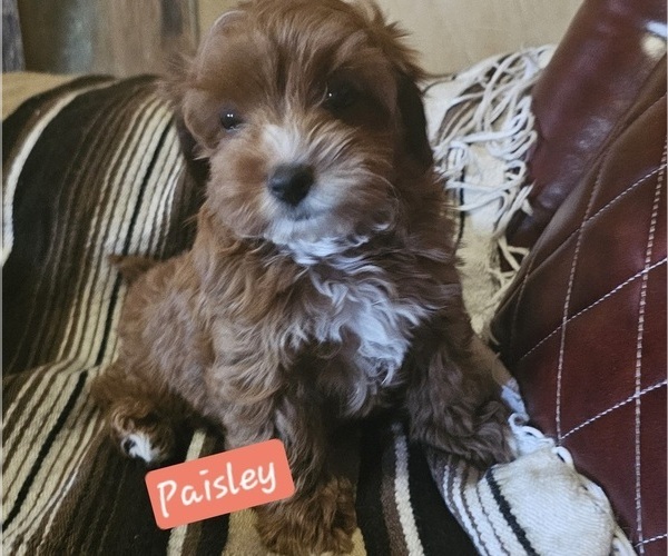 Medium Photo #2 Cavachon-Poodle (Toy) Mix Puppy For Sale in CHINO VALLEY, AZ, USA