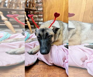 Honey “Courtesy Post* - Female Mutt Dog for Adoption - Photo #3