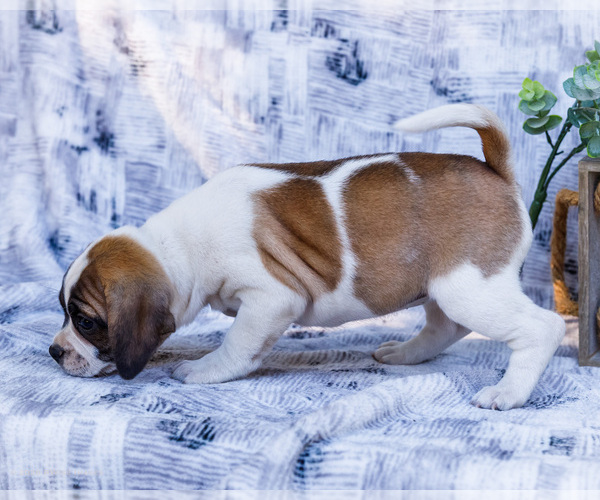Medium Photo #18 Puggle Puppy For Sale in WAKARUSA, IN, USA