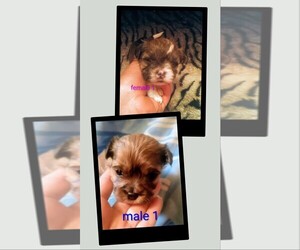 Morkie-Yorkshire Terrier Mix Puppy for sale in WOBURN, MA, USA