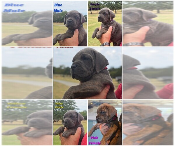 Medium Photo #1 Cane Corso Puppy For Sale in COLBERT, OK, USA