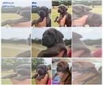Small Cane Corso