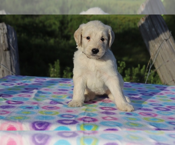 Medium Photo #5 Goldendoodle Puppy For Sale in UNION CITY, TN, USA