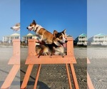 Small Photo #6 Pembroke Welsh Corgi Puppy For Sale in SURFSIDE, SC, USA