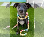 Small Photo #7 Labrador Retriever-Unknown Mix Puppy For Sale in Royal Palm Beach, FL, USA