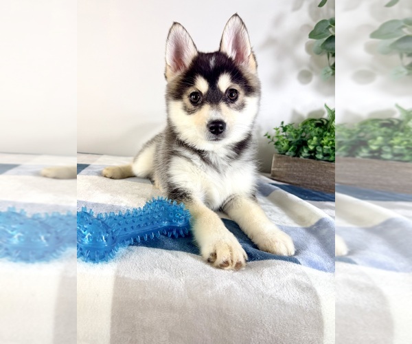 Medium Photo #5 Pomsky Puppy For Sale in GREENFIELD, IN, USA