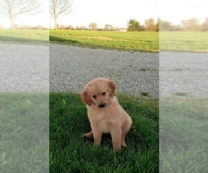 Golden Retriever Puppy for sale in FREDERICKSBURG, OH, USA