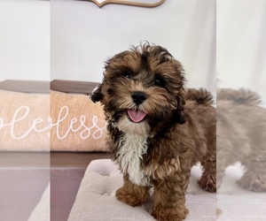 ShihPoo Puppy for sale in SOUTH ORANGE, NJ, USA