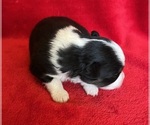 Small #4 Miniature Australian Shepherd