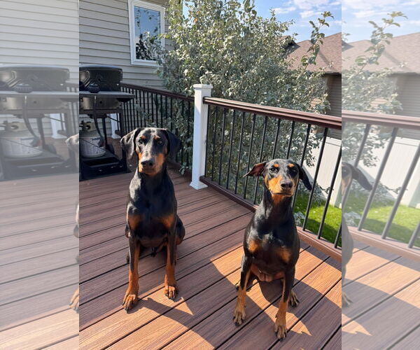 Medium Photo #2 Doberman Pinscher Puppy For Sale in Minneaoplis, MN, USA