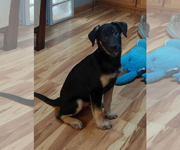 Medium Photo #6 German Shepherd Dog-Unknown Mix Puppy For Sale in Lakewood, CO, USA