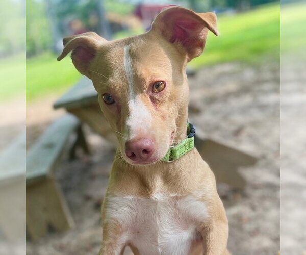 Medium Photo #2 Mutt Puppy For Sale in Canton, CT, USA