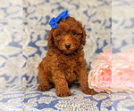 Small #2 Goldendoodle-Poodle (Toy) Mix