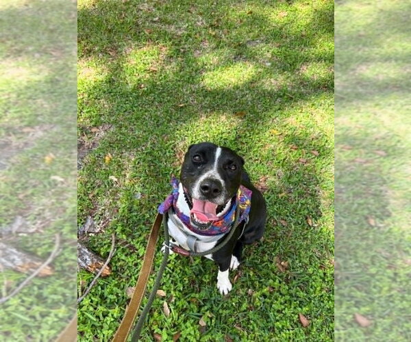 Medium Photo #5 Mutt Puppy For Sale in Abbeville, LA, USA