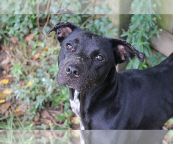 Medium Photo #3 Mutt Puppy For Sale in Jackson, MS, USA