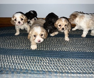 Cavapoo (Miniature) Puppy for sale in QUINCY, MI, USA