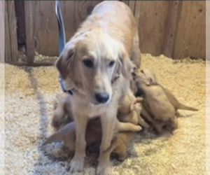 Mother of the Golden Retriever puppies born on 07/15/2023