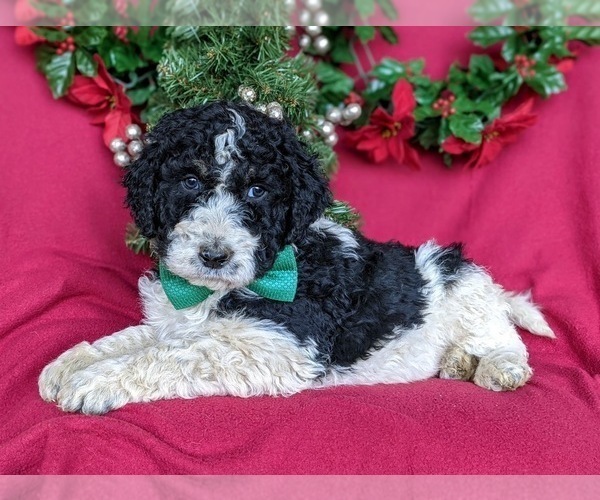 Medium Photo #4 Bernedoodle-Poodle (Standard) Mix Puppy For Sale in CHRISTIANA, PA, USA