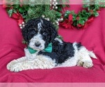 Small Photo #4 Bernedoodle-Poodle (Standard) Mix Puppy For Sale in CHRISTIANA, PA, USA