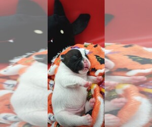 French Bulldog Puppy for sale in DENVER, CO, USA
