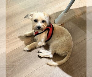 Penny - Female Mutt Dog for Adoption - Photo #4