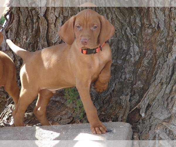 Medium Photo #3 Vizsla Puppy For Sale in AMORITA, OK, USA