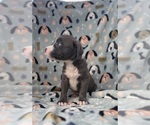 Puppy Puppy 1 American Staffordshire Terrier