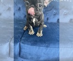 Small Photo #24 French Bulldog Puppy For Sale in DENVER, CO, USA