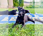Small #7 Mutt