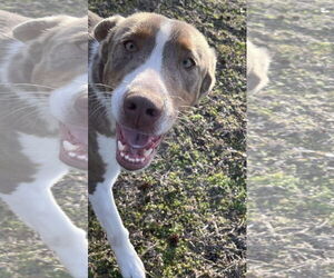 Leo - Male Australian Shepherd-Unknown Mix Dog for Adoption - Photo #5
