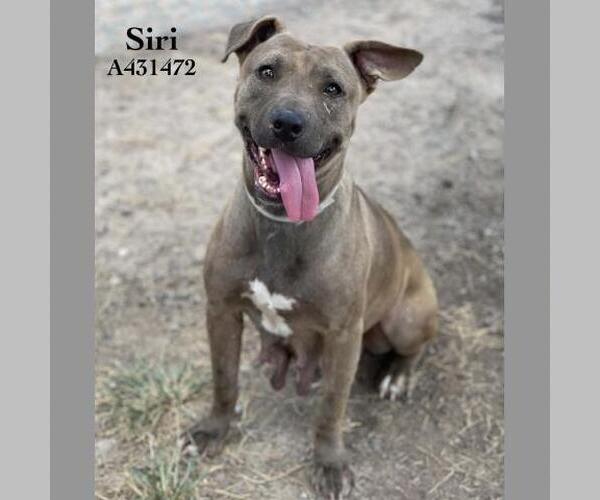 Medium Photo #1 Mutt Puppy For Sale in Conroe, TX, USA