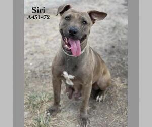 Mutt Dogs for adoption in Conroe, TX, USA