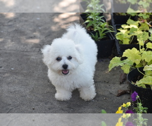 Bichon Frise Puppy for sale in ELDORADO, OH, USA