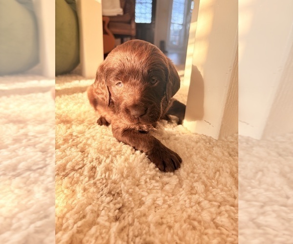 Medium Photo #5 Labradoodle Puppy For Sale in MONROE, LA, USA