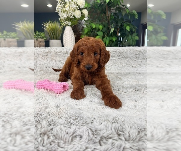 Medium Photo #4 Goldendoodle Puppy For Sale in GREENFIELD, IN, USA