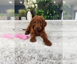 Small Photo #4 Goldendoodle Puppy For Sale in GREENFIELD, IN, USA