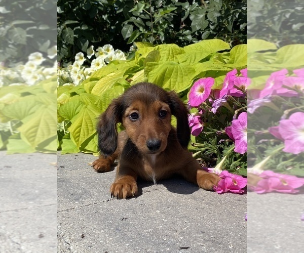 Medium Photo #4 Dachshund Puppy For Sale in CANOGA, NY, USA