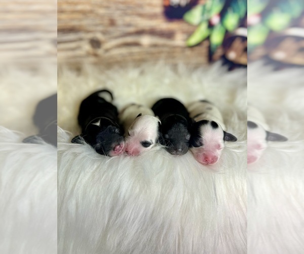 Medium Photo #25 Goldendoodle (Miniature) Puppy For Sale in HALTOM CITY, TX, USA