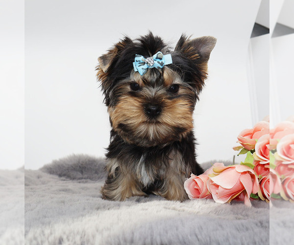 Medium Photo #4 Yorkshire Terrier Puppy For Sale in LOS ANGELES, CA, USA