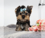 Small #3 Yorkshire Terrier