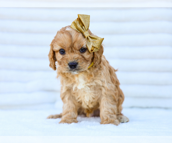 Medium Photo #1 Cavapoo (Miniature) Puppy For Sale in LIBERTY, KY, USA
