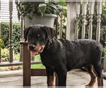 Small Photo #7 Rottweiler Puppy For Sale in CHRISTIANA, PA, USA