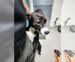 Small American Pit Bull Terrier Mix