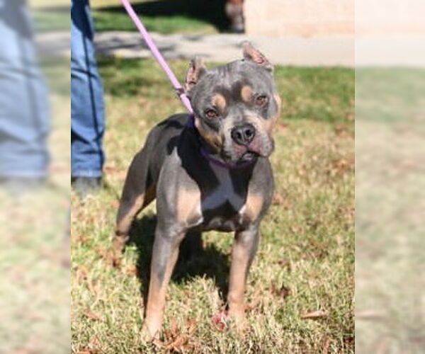 Medium Photo #5 American Pit Bull Terrier-Unknown Mix Puppy For Sale in Glen Allen, VA, USA