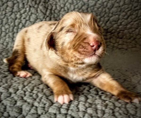 Medium Photo #4 Miniature American Shepherd Puppy For Sale in KIRKSEY, KY, USA