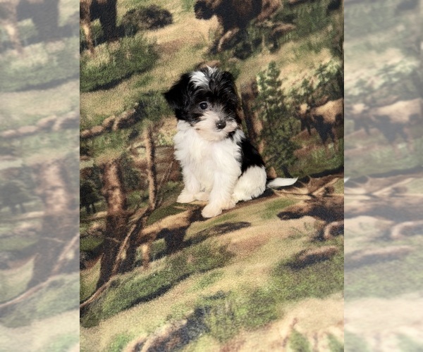 Medium Photo #4 Cavapoo (Miniature) Puppy For Sale in MUNFORDVILLE, KY, USA
