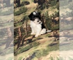 Small #3 Cavapoo (Miniature)