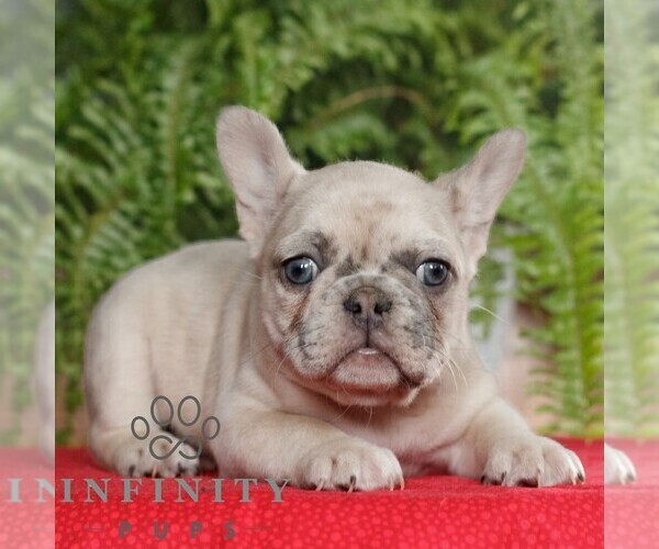 Medium Photo #3 French Bulldog Puppy For Sale in RONKS, PA, USA