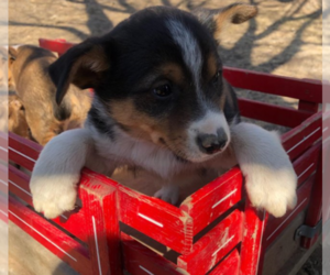 Texas Heeler Puppy for sale in WAUSAU, WI, USA