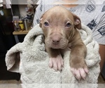 Small Photo #2 American Pit Bull Terrier Puppy For Sale in ALOHA, OR, USA